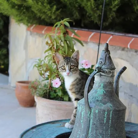 Mercan לינה וארוחת בוקר