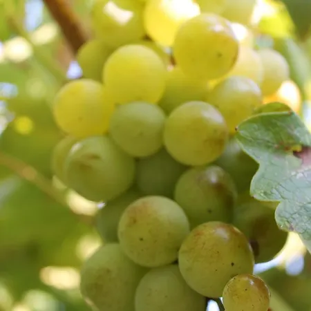 Mercan ベッド・アンド・ブレックファスト ダッチャ