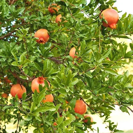 לינה וארוחת בוקר Mercan 2*