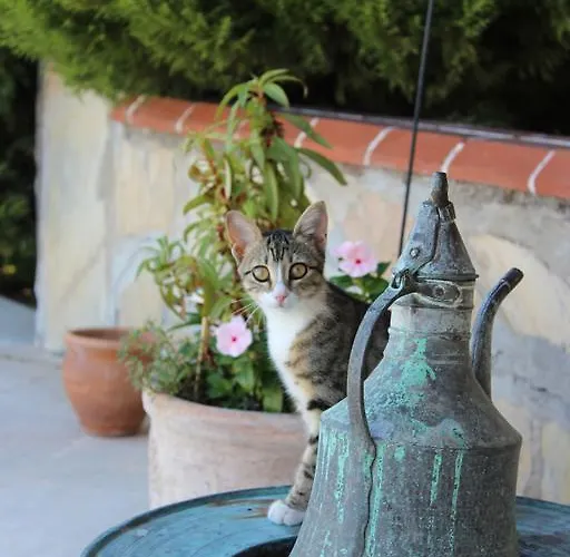 Mercan Bed and Breakfast