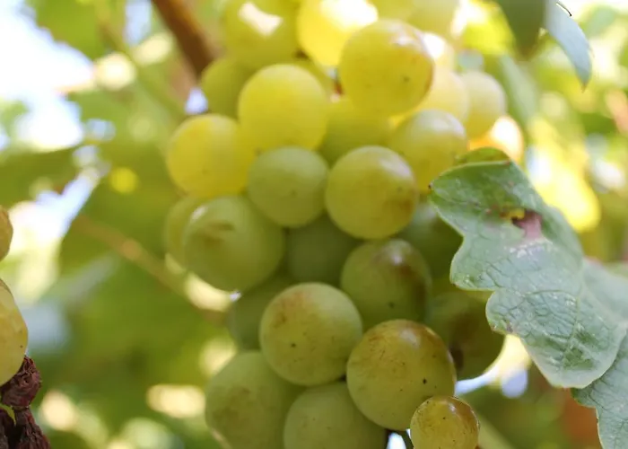 Mercan Bed and Breakfast Datca