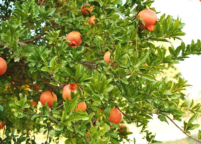 Bed and Breakfast Mercan 2*